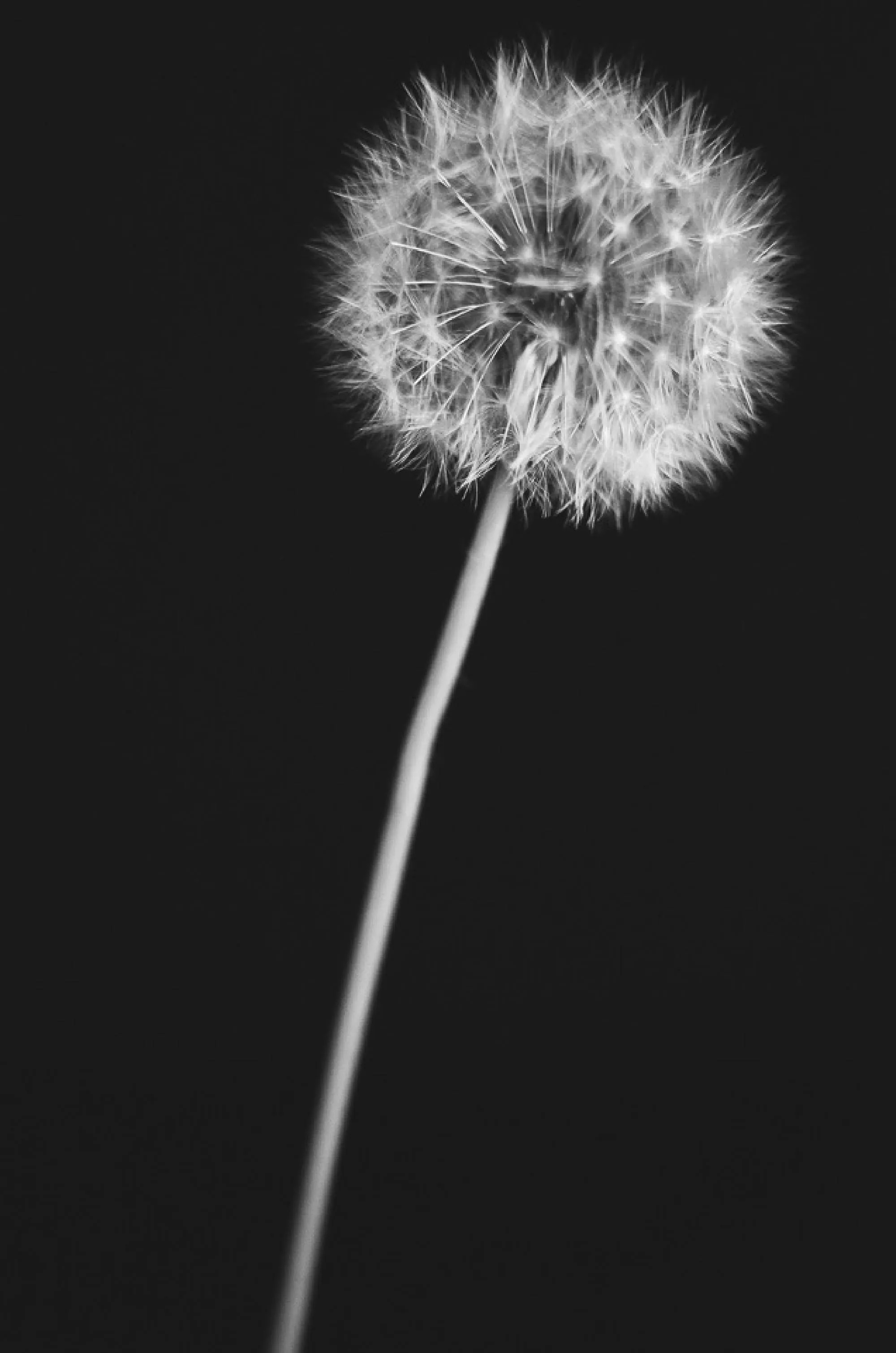 Fine-art conceptual study in monochrome